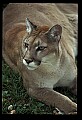 10100-00108-Cougar, Mountain Lion, Felis concolor.jpg