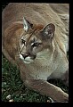 10100-00109-Cougar, Mountain Lion, Felis concolor.jpg