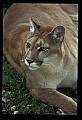 10100-00110-Cougar, Mountain Lion, Felis concolor.jpg