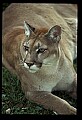 10100-00111-Cougar, Mountain Lion, Felis concolor.jpg