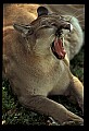 10100-00113-Cougar, Mountain Lion, Felis concolor.jpg