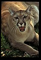 10100-00114-Cougar, Mountain Lion, Felis concolor.jpg