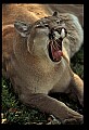 10100-00115-Cougar, Mountain Lion, Felis concolor.jpg