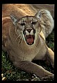 10100-00116-Cougar, Mountain Lion, Felis concolor.jpg