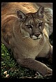 10100-00117-Cougar, Mountain Lion, Felis concolor.jpg