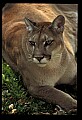 10100-00118-Cougar, Mountain Lion, Felis concolor.jpg