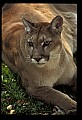 10100-00119-Cougar, Mountain Lion, Felis concolor.jpg