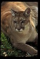 10100-00120-Cougar, Mountain Lion, Felis concolor.jpg