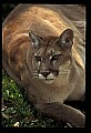 10100-00121-Cougar, Mountain Lion, Felis concolor.jpg