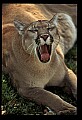 10100-00122-Cougar, Mountain Lion, Felis concolor.jpg