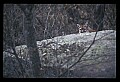 10100-00127-Cougar, Mountain Lion, Felis concolor.jpg