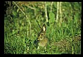 10105-00001-Rabbits, Hares.jpg