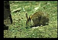 10105-00003-Rabbits, Hares.jpg