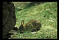 10105-00005-Rabbits, Hares.jpg