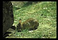 10105-00006-Rabbits, Hares.jpg
