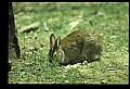 10105-00008-Rabbits, Hares.jpg