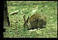 10105-00009-Rabbits, Hares.jpg