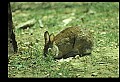 10105-00010-Rabbits, Hares.jpg