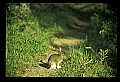 10105-00011-Rabbits, Hares.jpg