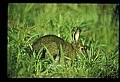 10105-00014-Rabbits, Hares.jpg