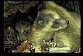 10110-00001-Raccoons, Procyon lotor.jpg
