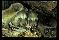 10110-00004-Raccoons, Procyon lotor.jpg