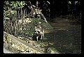 10110-00006-Raccoons, Procyon lotor.jpg