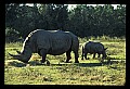 10114-00001-Rhinocerus, General-White RhinocerusCeratotherium simum.jpg