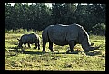 10114-00003-Rhinocerus, General-White RhinocerusCeratotherium simum.jpg