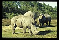 10114-00006-Rhinocerus, General-White RhinocerusCeratotherium simum.jpg
