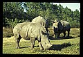 10114-00007-Rhinocerus, General-White RhinocerusCeratotherium simum.jpg