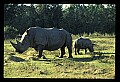 10114-00009-Rhinocerus, General-White RhinocerusCeratotherium simum.jpg
