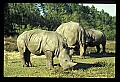 10114-00010-Rhinocerus, General-White RhinocerusCeratotherium simum.jpg