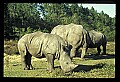 10114-00011-Rhinocerus, General-White RhinocerusCeratotherium simum.jpg