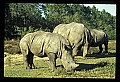 10114-00012-Rhinocerus, General-White RhinocerusCeratotherium simum.jpg