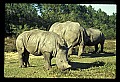 10114-00014-Rhinocerus, General-White RhinocerusCeratotherium simum.jpg