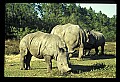 10114-00015-Rhinocerus, General-White RhinocerusCeratotherium simum.jpg