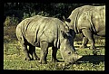 10114-00016-Rhinocerus, General-White RhinocerusCeratotherium simum.jpg