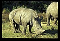 10114-00017-Rhinocerus, General-White RhinocerusCeratotherium simum.jpg