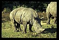 10114-00018-Rhinocerus, General-White RhinocerusCeratotherium simum.jpg