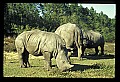 10114-00020-Rhinocerus, General-White RhinocerusCeratotherium simum.jpg