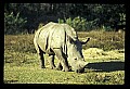 10114-00021-Rhinocerus, General-White RhinocerusCeratotherium simum.jpg