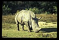 10114-00022-Rhinocerus, General-White RhinocerusCeratotherium simum.jpg