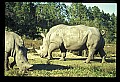 10114-00023-Rhinocerus, General-White RhinocerusCeratotherium simum.jpg