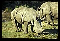 10114-00025-Rhinocerus, General-White RhinocerusCeratotherium simum.jpg