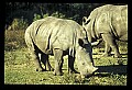 10114-00026-Rhinocerus, General-White RhinocerusCeratotherium simum.jpg