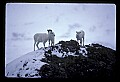 10115-00002-Dall Sheep, Ovis Dalli.jpg