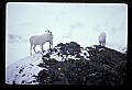 10115-00006-Dall Sheep, Ovis Dalli.jpg
