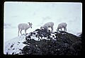 10115-00011-Dall Sheep, Ovis Dalli.jpg