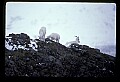 10115-00019-Dall Sheep, Ovis Dalli.jpg